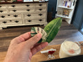 Leaf magnet